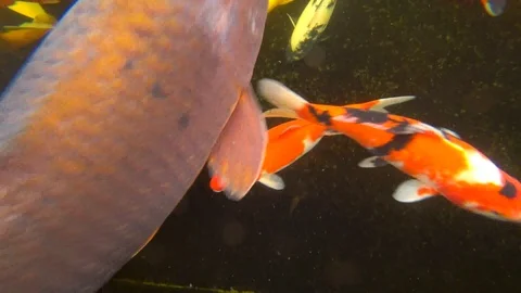 Koi, colored carp, swims in a pond, 4k video Stock Footage 106557667