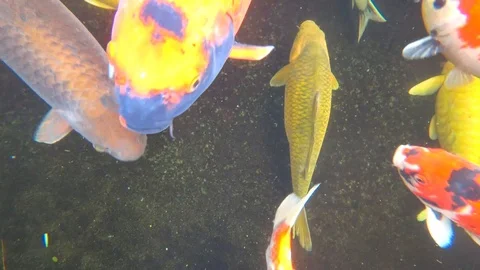 Koi, colored carp, swims in a pond, 4k video Stock Footage 106557759