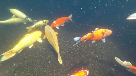 Koi, colored carp, swims in a pond, 4k video Stock Footage 106557805