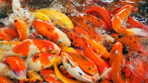 Koi crap fish swimming. Stock Footage 117974331