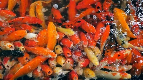 Koi crap multi colored fish swimming in pond. Stock Footage 117974484