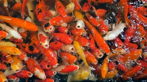 Koi crap multi colored fish swimming in pond slow motion. Stock Footage 117974877