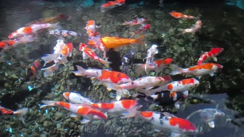 Koi Cyprinus fish swarm in dark, churning water Stock Footage 340142786