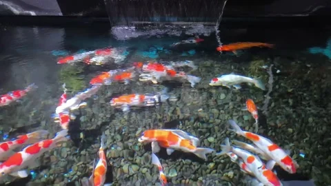 Koi Cyprinus fish swarm in dark, churning water Stock Footage 340142821
