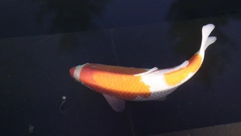 Koi Fancy Carp 1 Stock Footage 123666071