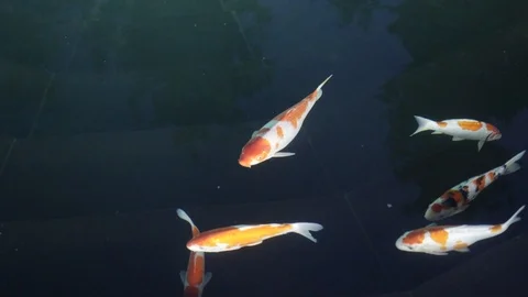 Koi Fancy Carp 10 Stock Footage 123666036