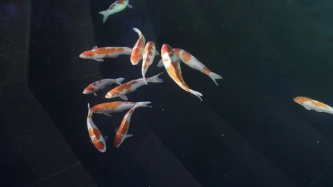 Koi Fancy Carp 11 Stock Footage 123665950