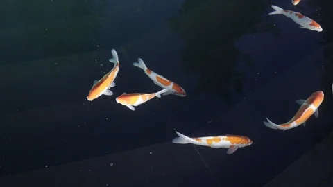 Koi Fancy Carp Stock Footage 123666039