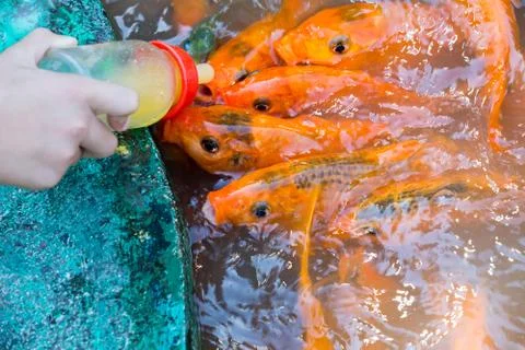 Koi feeding with bottle. Stock Photos
