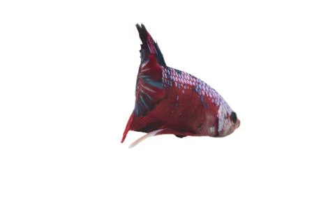 Koi fighting fish. Stock-Fotos