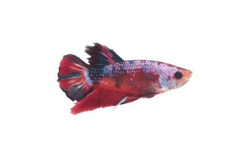 Koi fighting fish. Stock-Fotos