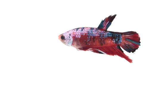 Koi fighting fish. Stock Photos