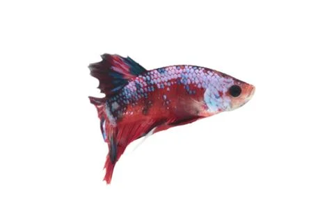 Koi fighting fish. Stock Photos