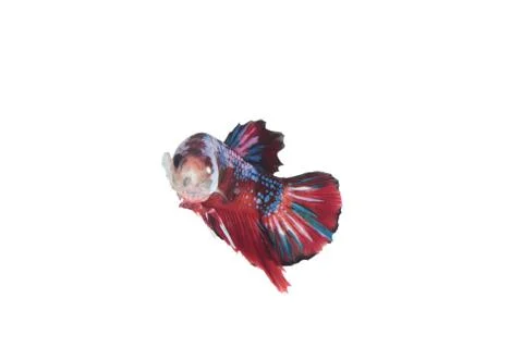 Koi fighting fish. Fotos Stock