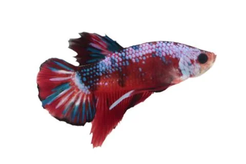 Koi fighting fish. Stock Photos