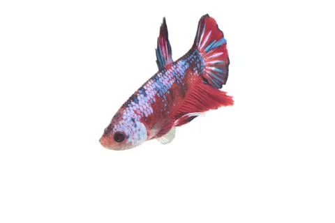 Koi fighting fish. Stock Photos