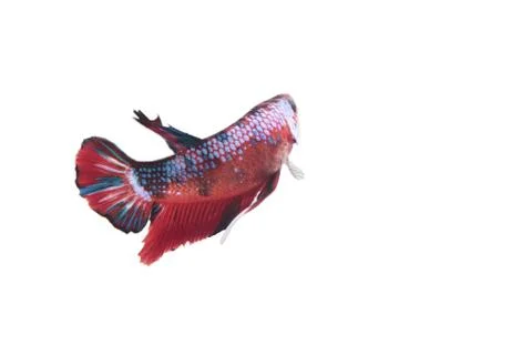 Koi fighting fish. Stock-Fotos