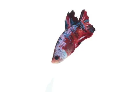 Koi fighting fish. Stock Photos