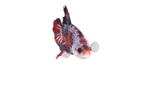 Koi fighting fish. Stock Photos