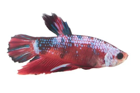 Koi fighting fish. 스톡 사진