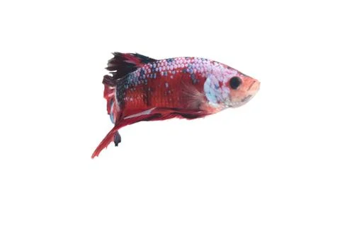 Koi fighting fish. Stock-Fotos