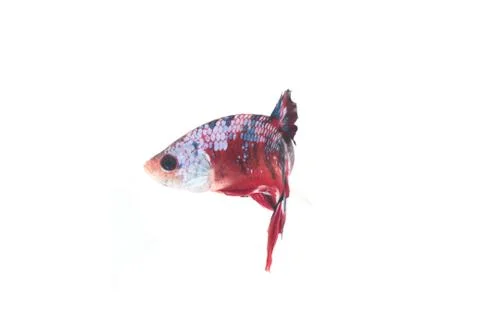 Koi fighting fish. 스톡 사진
