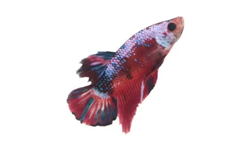 Koi fighting fish. Stock-Fotos