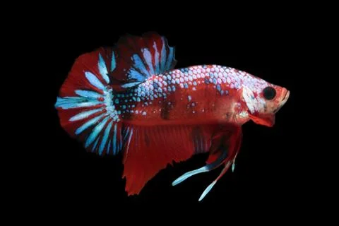 Koi fighting fish. Stock Photos