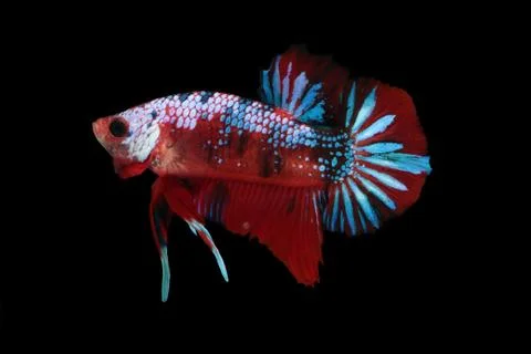 Koi fighting fish. 스톡 사진