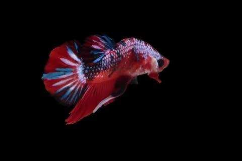 Koi fighting fish. Stock Photos