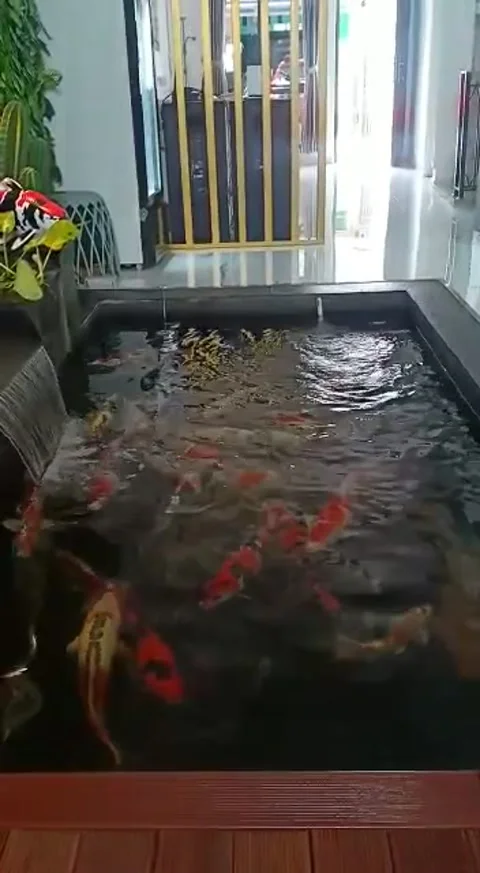 Koi fis Vídeos de archivo 233719652