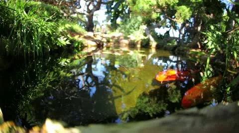 Koi Fish 01 HD Stock-Footage 20448834