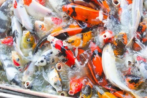 Koi Fish 1 Stock-Fotos