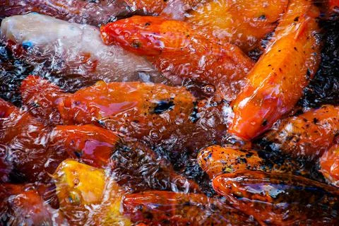 Koi Fish 2 Color Stock Photos