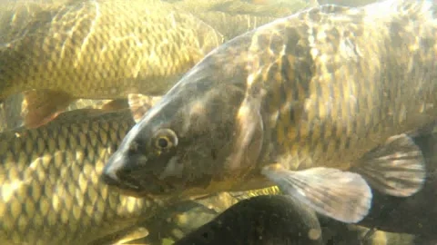 Koi Fish 4K Stock Footage 221664063