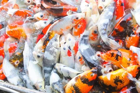Koi Fish 9 Stock Photos