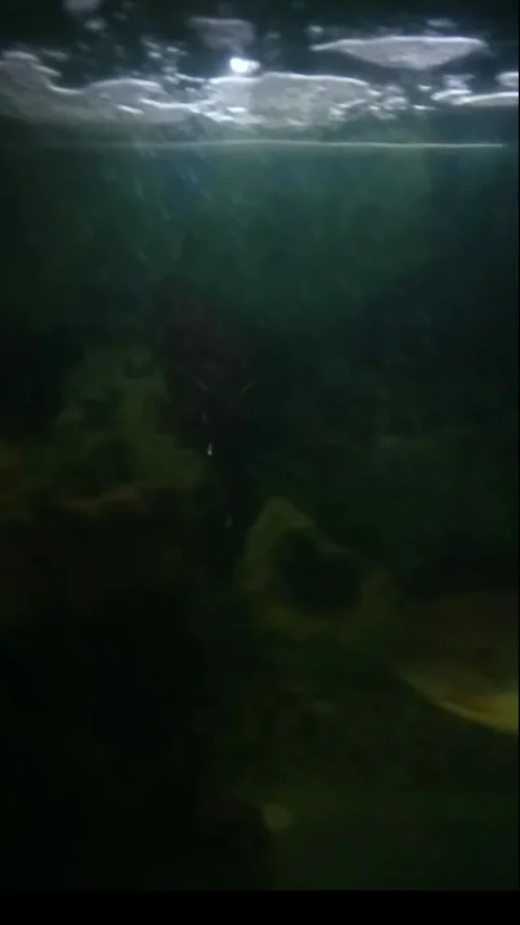 Koi fish in the aquarium Stock Footage 230926259