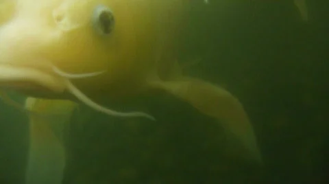 Koi Fish Attack Stock Footage 649775