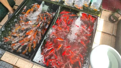 Koi fish with beautiful colors Stock Footage 196207230