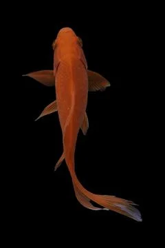 Koi fish black background Stock Photos