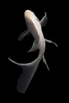 Koi fish black background Stock Photos