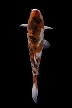 Koi fish black background Stock Photos