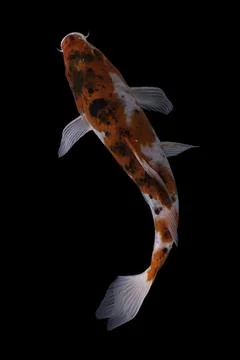 Koi fish black background Stock-Fotos