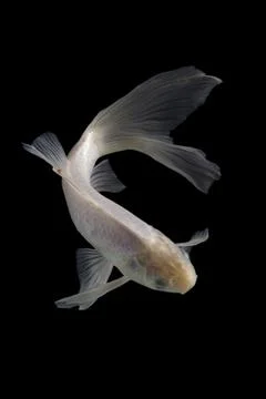 Koi fish black background Stock Photos