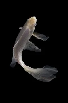 Koi fish black background Stock-Fotos