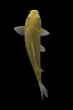 Koi fish black background Stock Photos