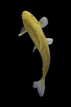 Koi fish black background Foto stock