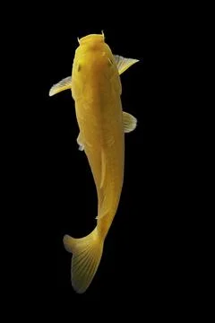 Koi fish black background Stock Photos