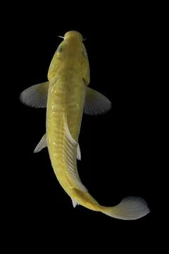 Koi fish black background Stock Photos
