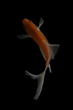 Koi fish black background Stock Photos